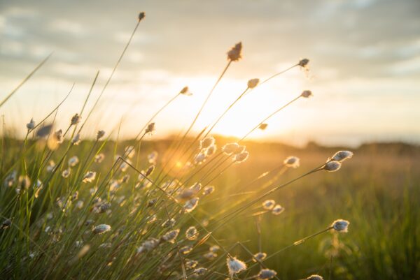 Picture of sunlight over a field of small flowers.