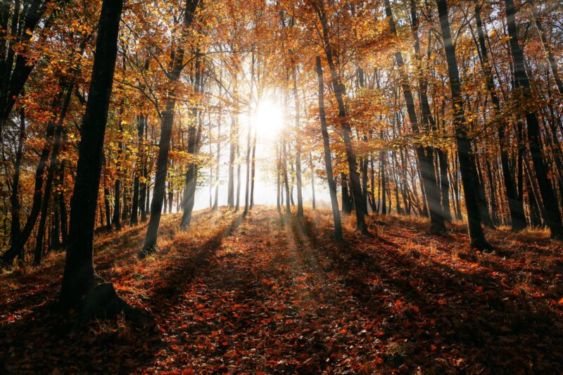 Picture of sunlight shining through an autumn forest